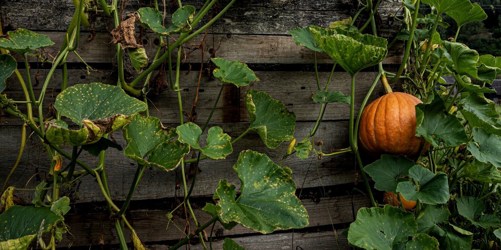 Private Allotment vs Council Allotment: Which is Right for You?