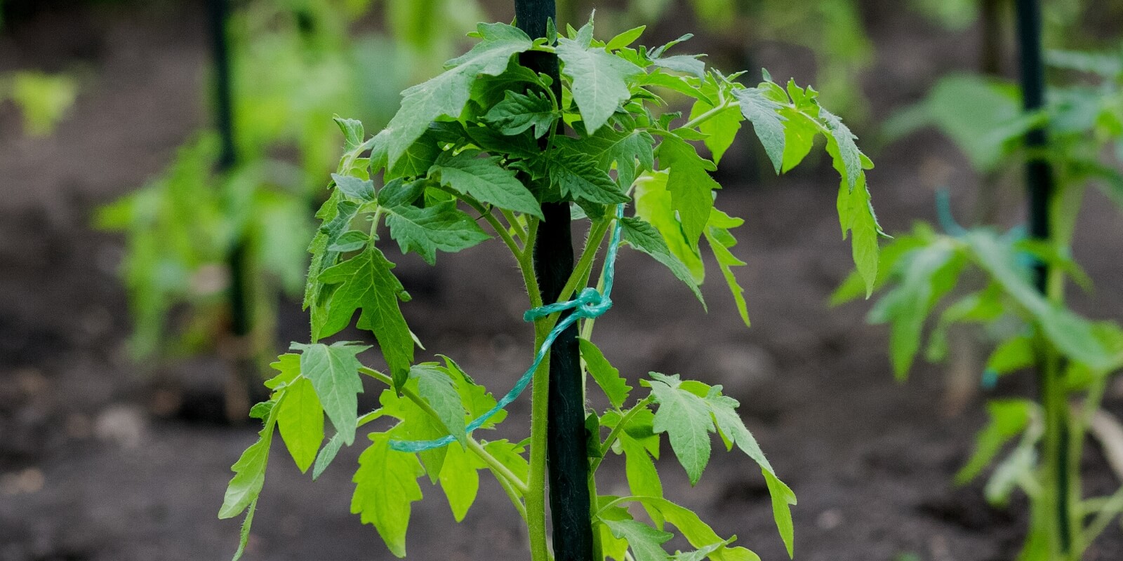 Raised Bed Vegetable Growing: A Complete UK Guide