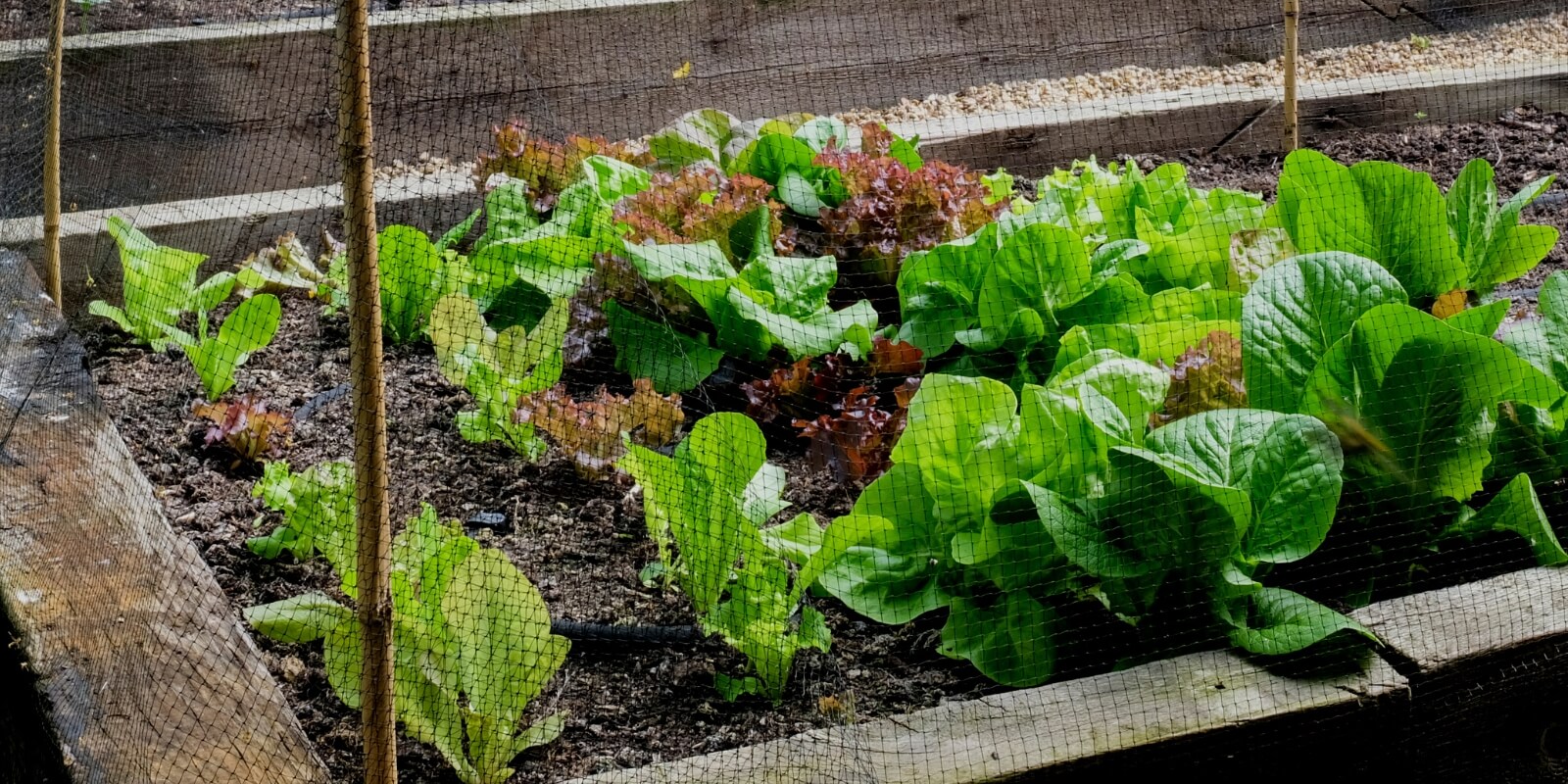 The Complete Beginner's Guide to Growing Your Own Vegetables in the UK