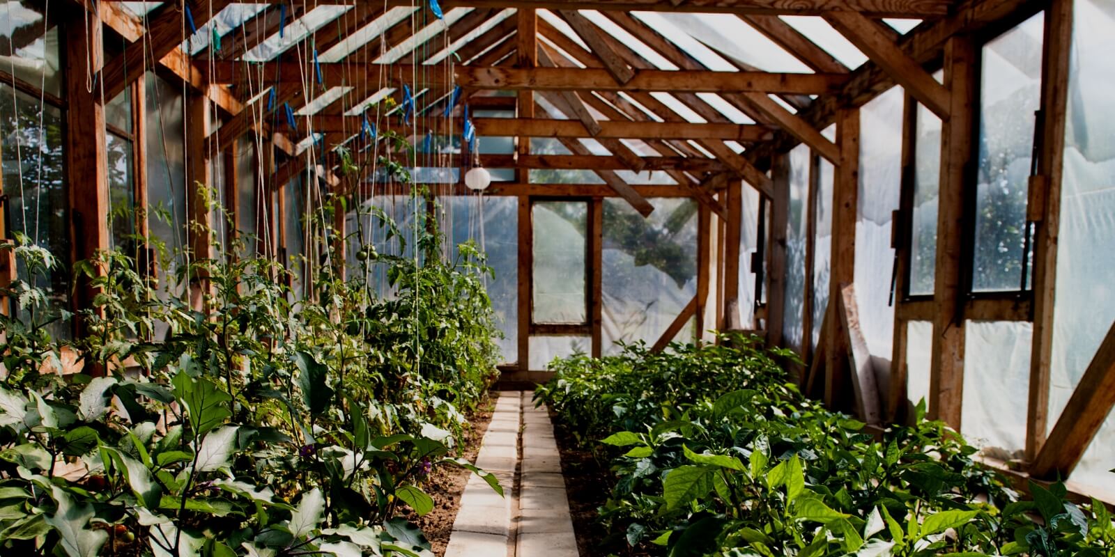 What to Plant in June: Your UK Growing Guide for 2026