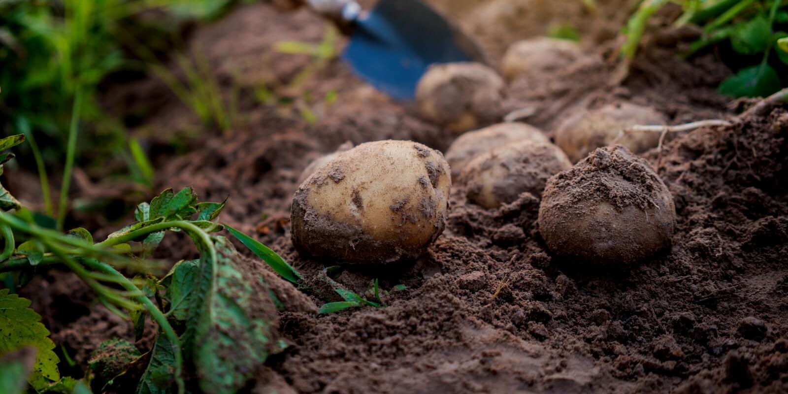 What to Plant in July: UK Allotment and Garden Guide 2026