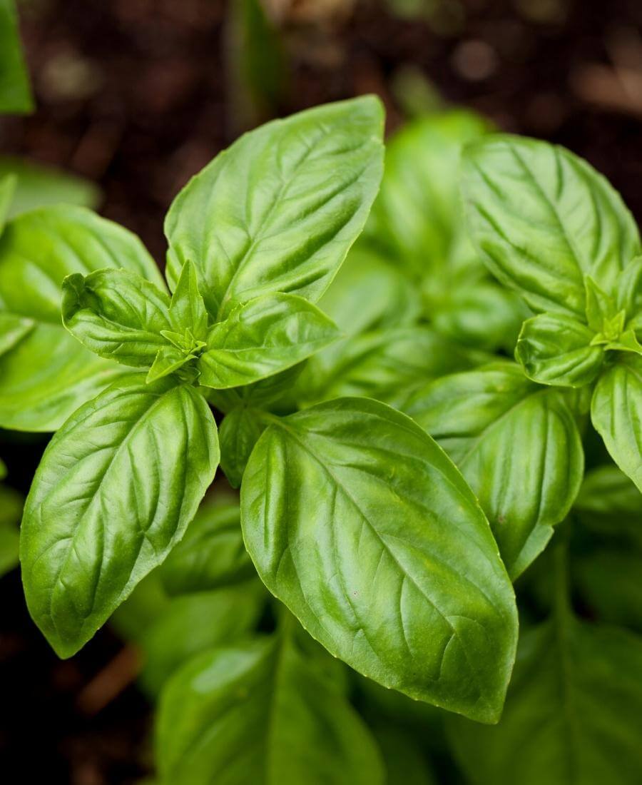 Basil, a classic companion plant grown alongside tomatoes