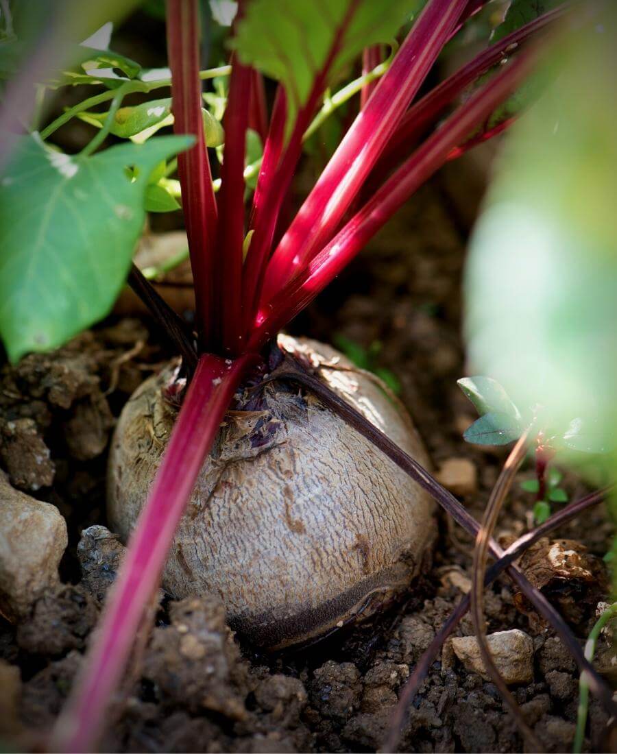 Beetroot, well suited to the loose soil of a raised bed