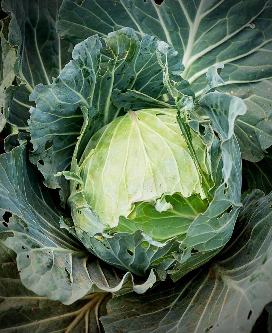 Crop Rotation for Beginners: How and Why to Rotate Vegetables in the UK