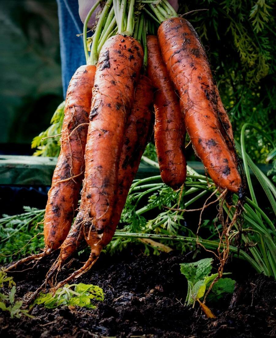 Carrots, part of the root vegetable rotation group