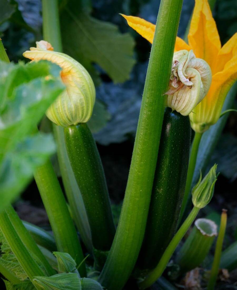 Courgettes, one of the easiest crops for beginners