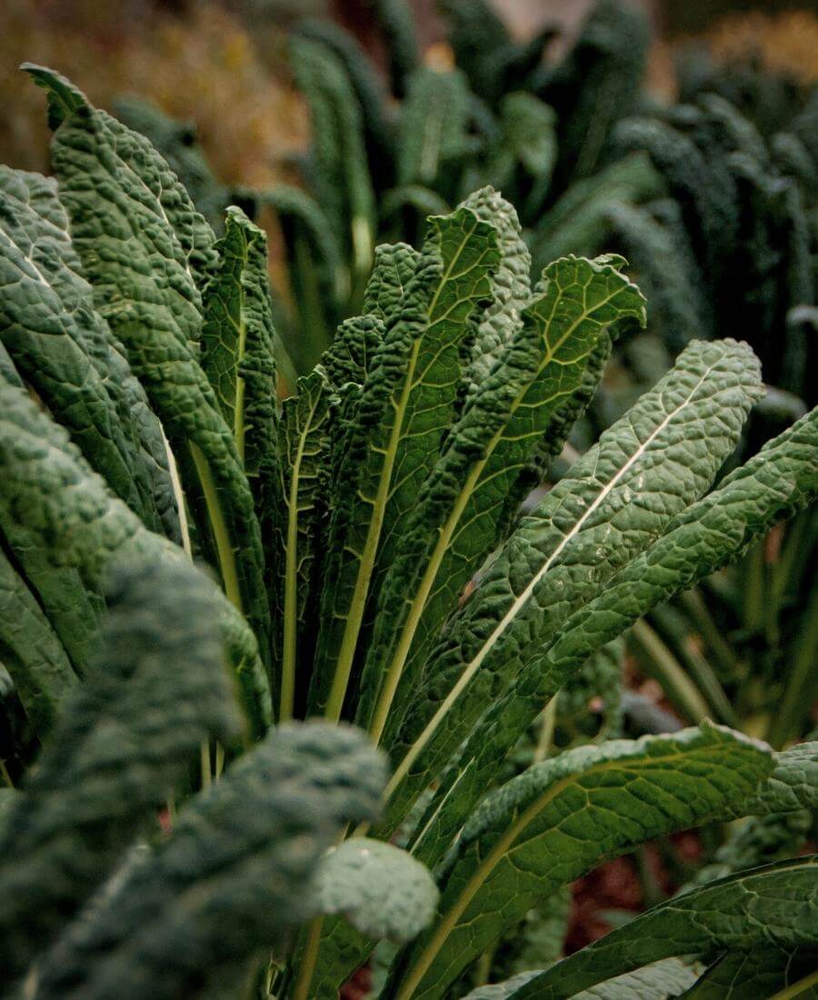 Kale, sown in July for autumn and winter harvests
