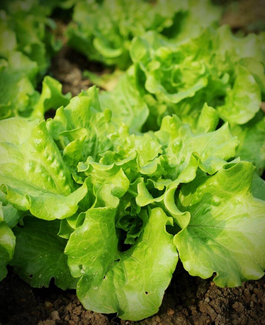 Lettuce growing in a raised bed
