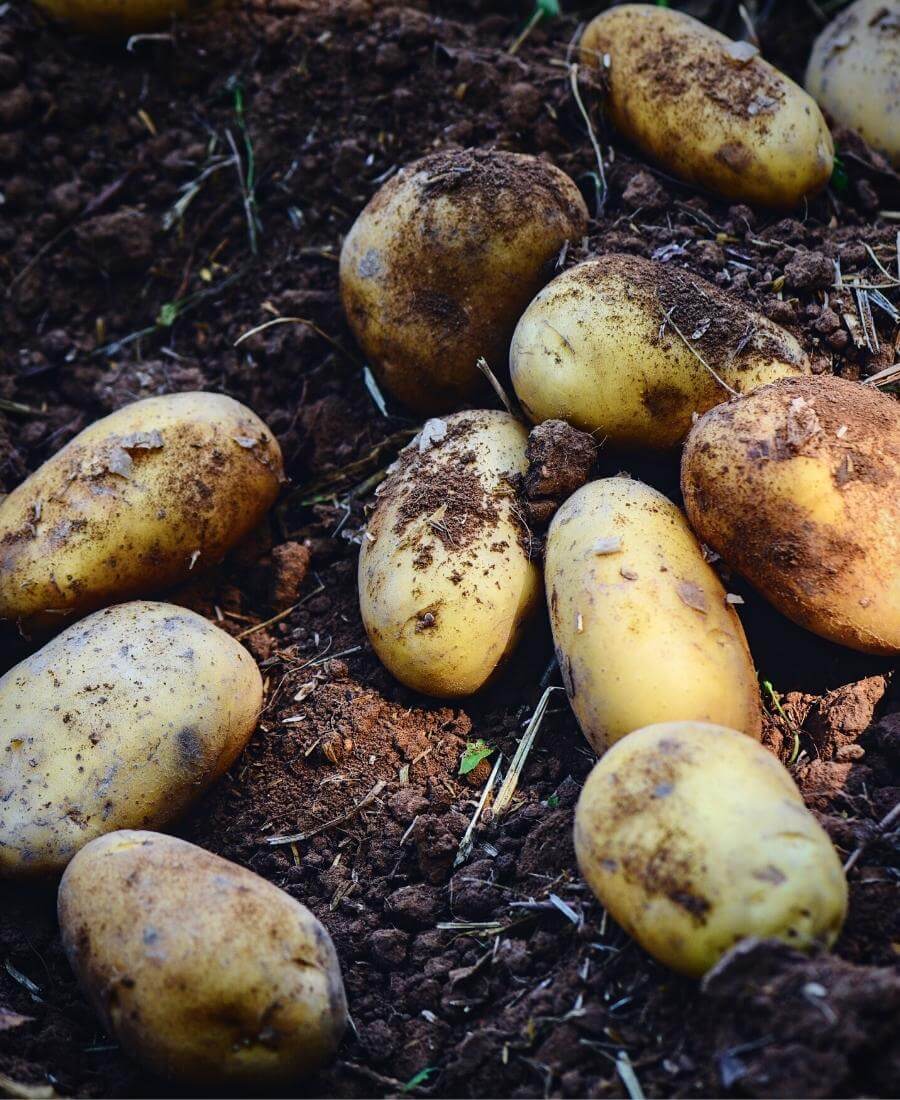 How to Grow Potatoes in the UK: A Complete Guide