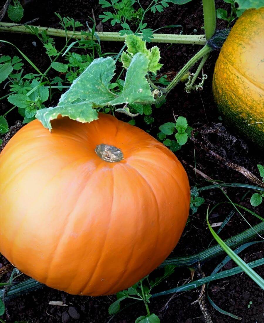 Pumpkins maturing for an autumn harvest