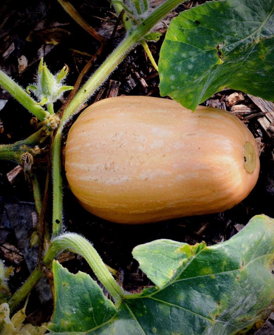 Squash, sown directly into warm June soil