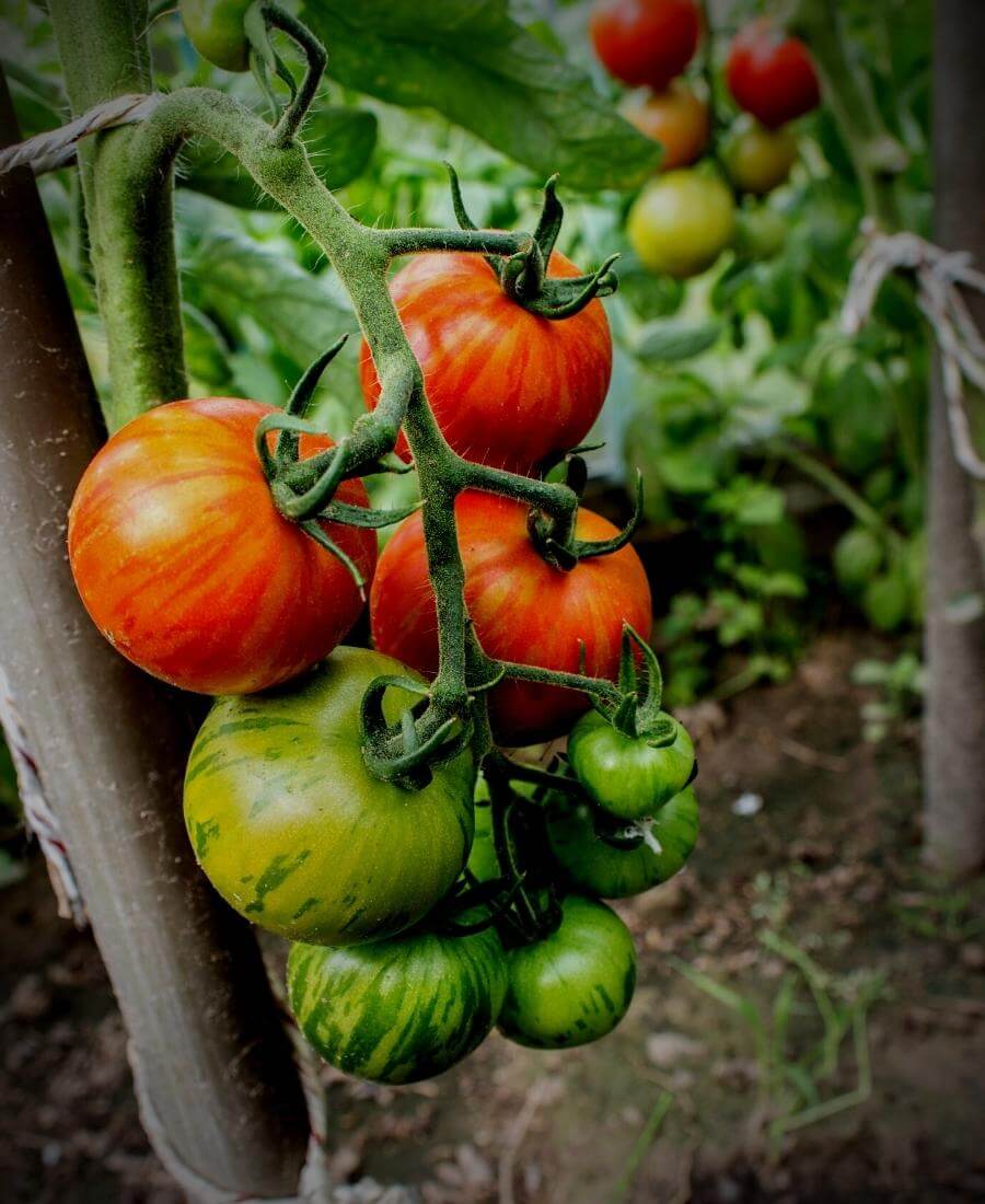 How to Grow Tomatoes in the UK: A Complete Guide