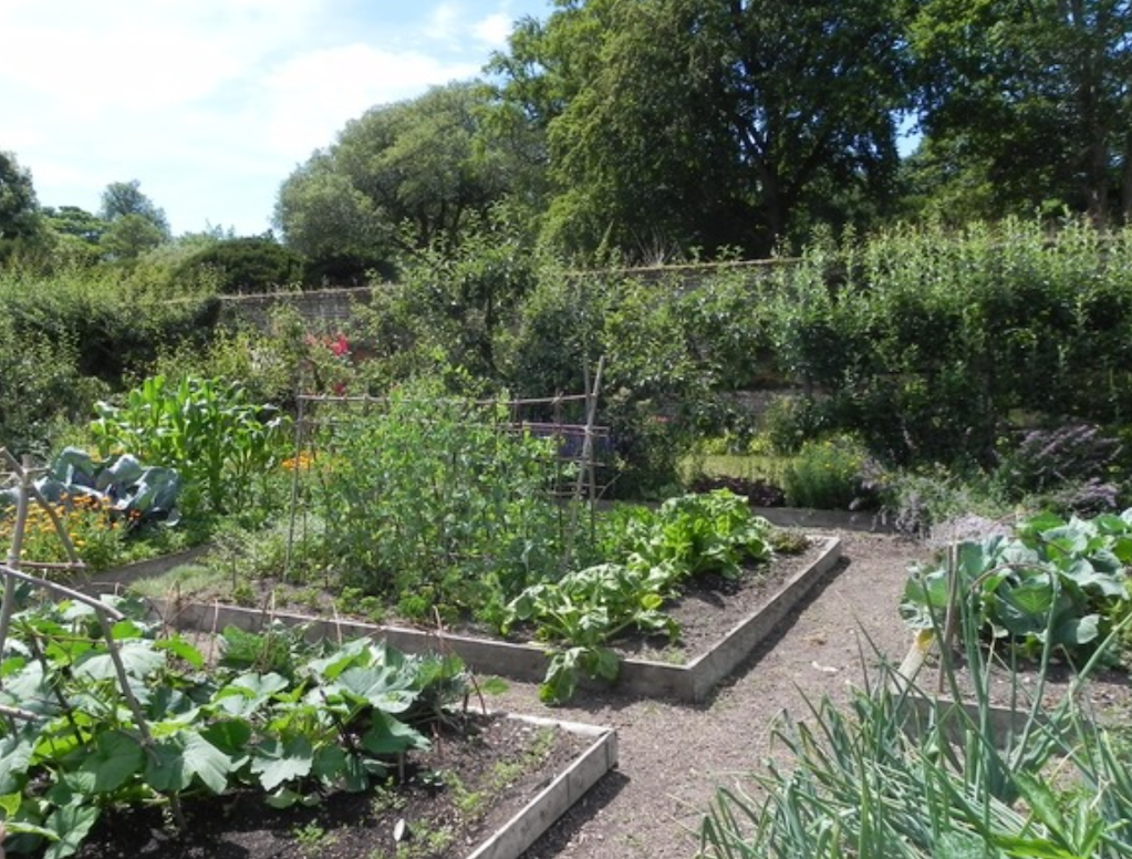 Mature Veg Garden in Stortford